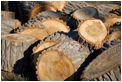 fire-wood