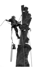 Tree dismantle