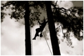 treeworker